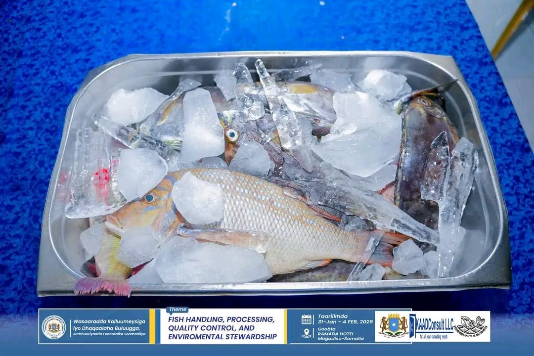 Ministry of Fisheries and Blue Economy Launches Training on Fish Management, Processing, Quality Control, and Environmental Protection.